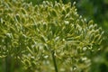 Heracleum sphondylium Ã¢â¬â hogweed Ã¢â¬â cow parsnip Ã¢â¬â seed pods closeup horizontal Royalty Free Stock Photo